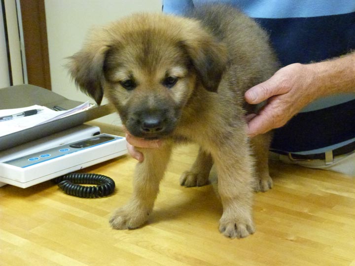 chinook dog